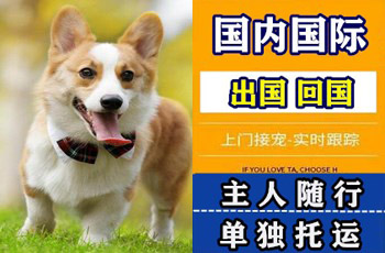 新余市宠物托运公司新余市宠物托运公司新余市宠物托运公司