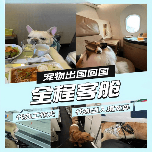 新余市宠物托运到白俄罗斯宠物入境规定和要求